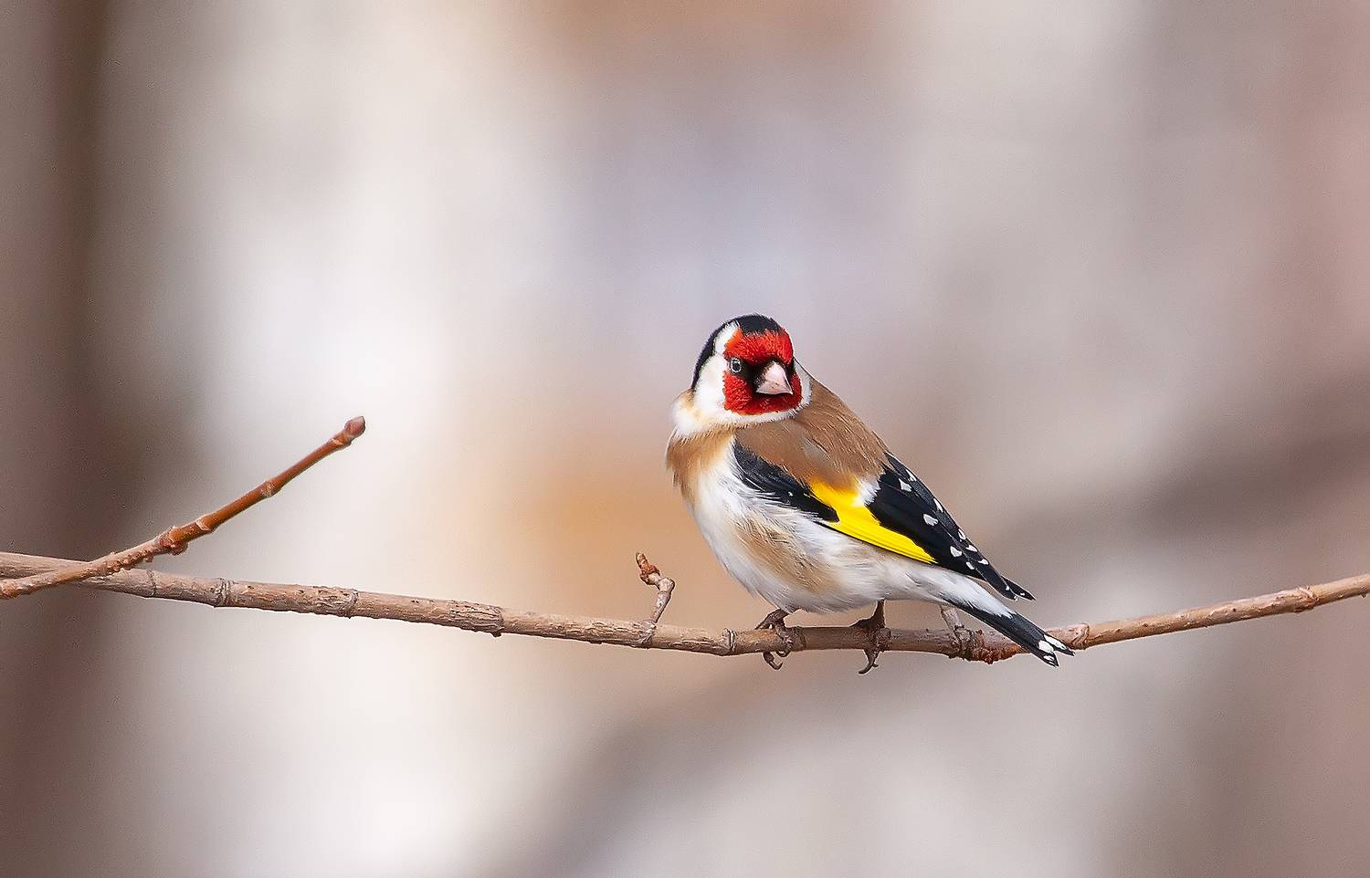 щегол, птицы, весна, апрель, парк, Широких Александр