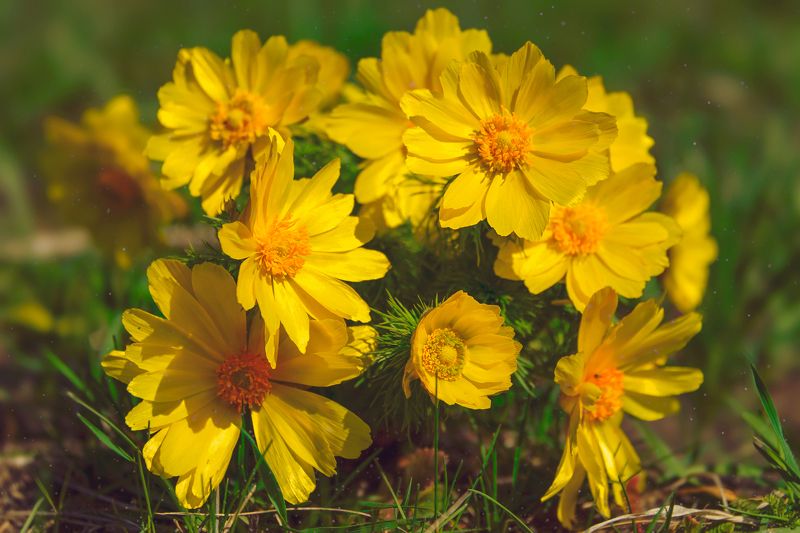 горицветы, адонисы,первоцветы,весна Горицветы фото превью