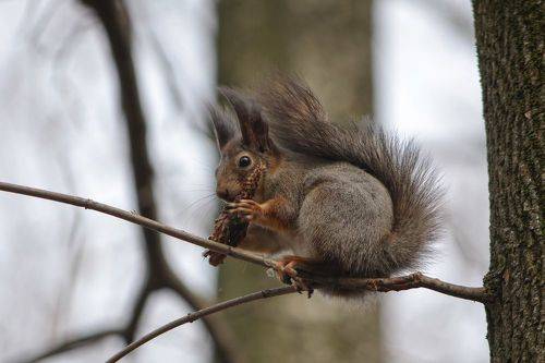 Чьи в лесу шишки.