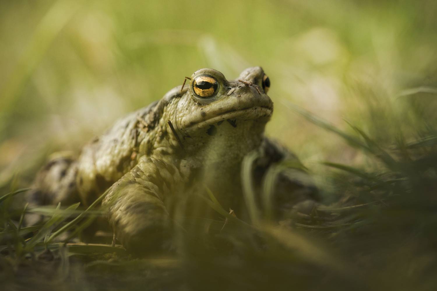 Wildlife, Frog, Nature, Amphibian, Close-up, Animal, Animals, Wild, Grass, Toad, Day, Green, Damian Cyfka