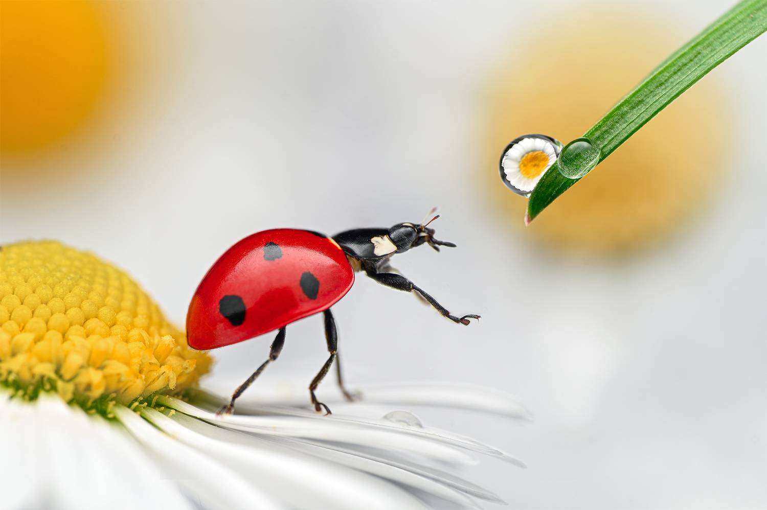 ceclii, macro, Цветан Ганев