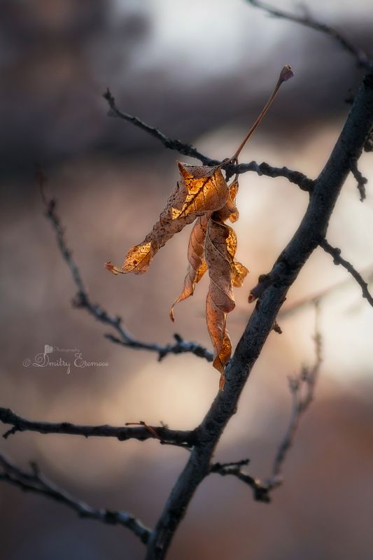 Былое... фото превью