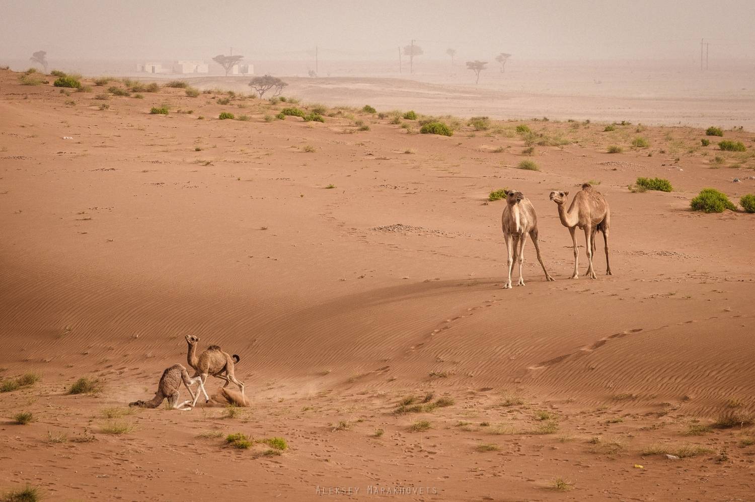 Оман, Вахиба, Алексей Мараховец