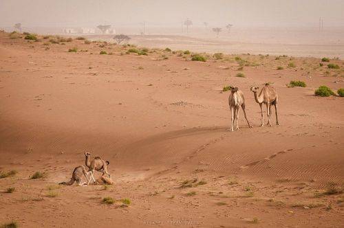 ВЕРБЛЮЖЬЕ ДЕТСТВО