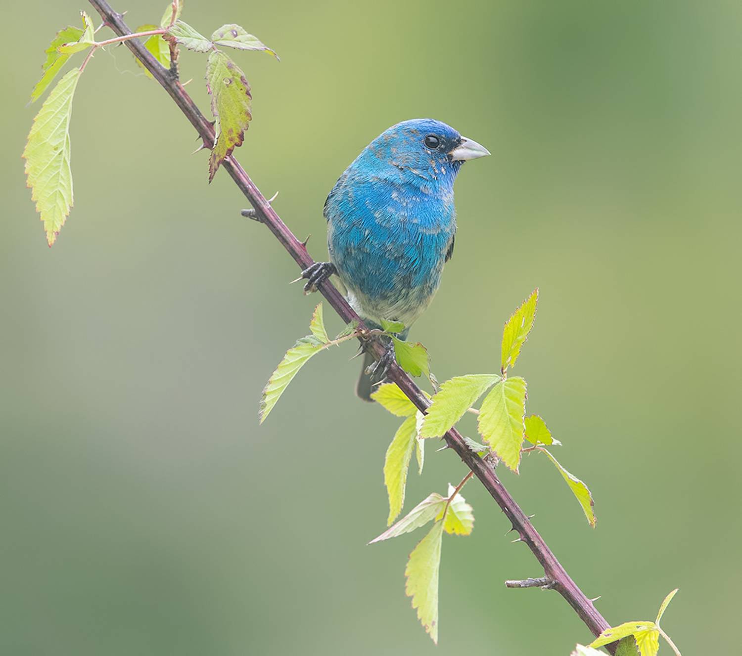 индиговый овсянковый кардинал,indigo bunting, кардинал, весна, Etkind Elizabeth