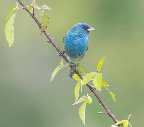 Indigo bunting - Индиговый овсянковый кардинал