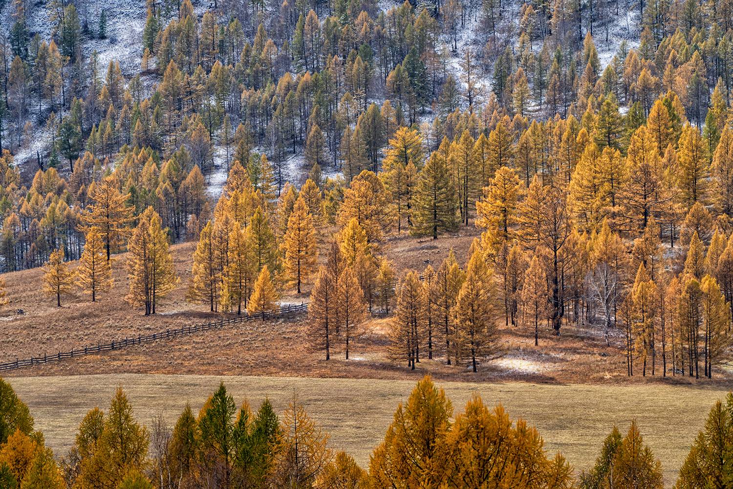 Алтай, Россия,пейзаж,осень, Лариса Дука