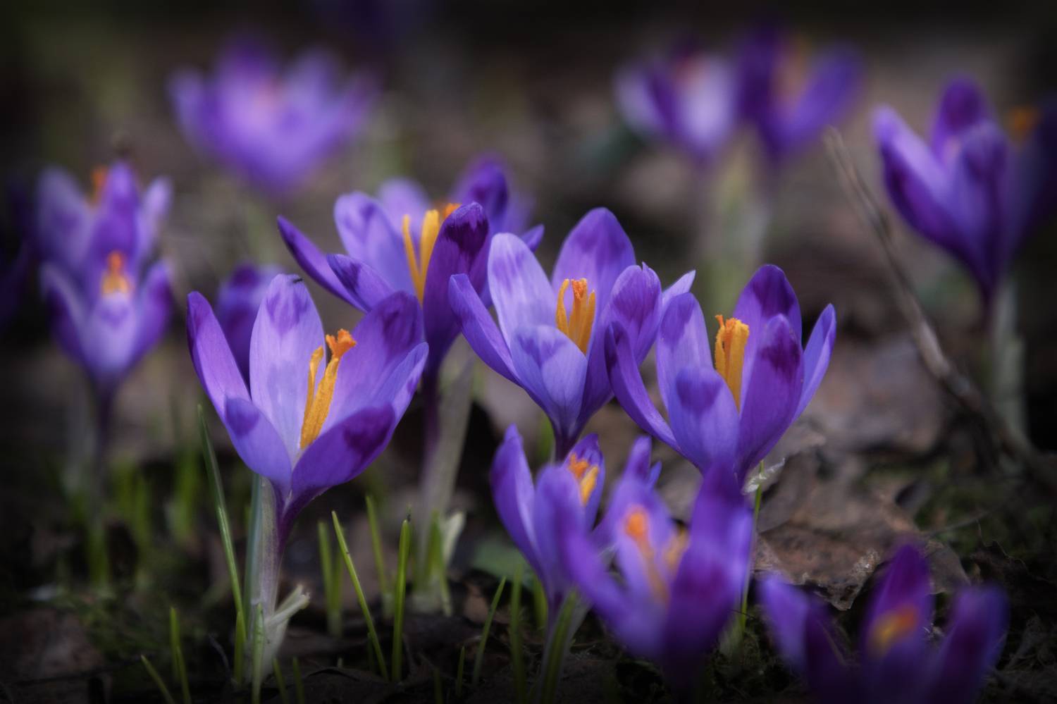 Московская область, Елена Гусева
