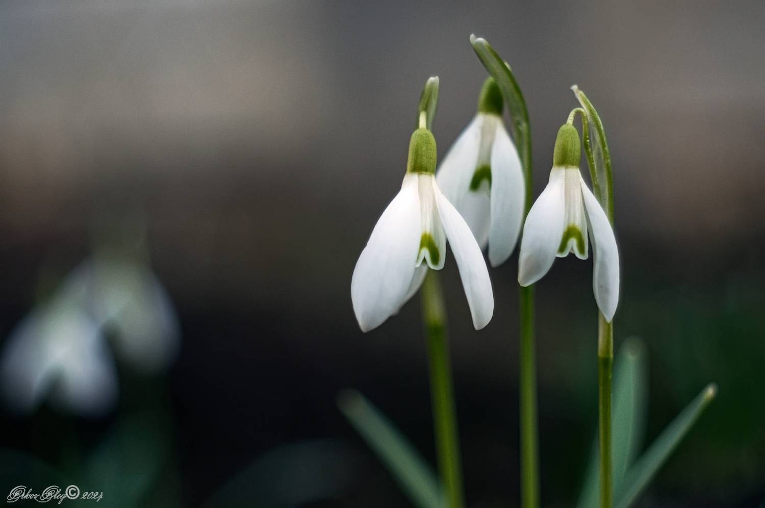 , Орлов Олег