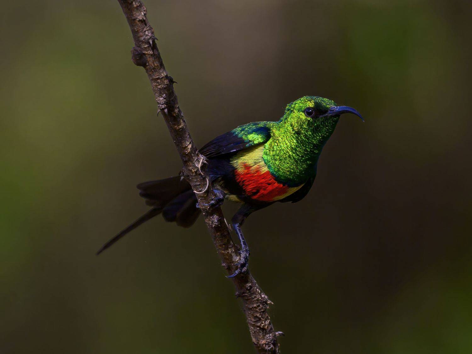 , Пупонин Сергей