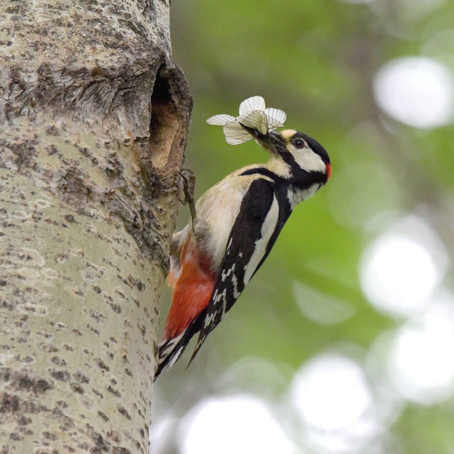 , Белоусов Михаил