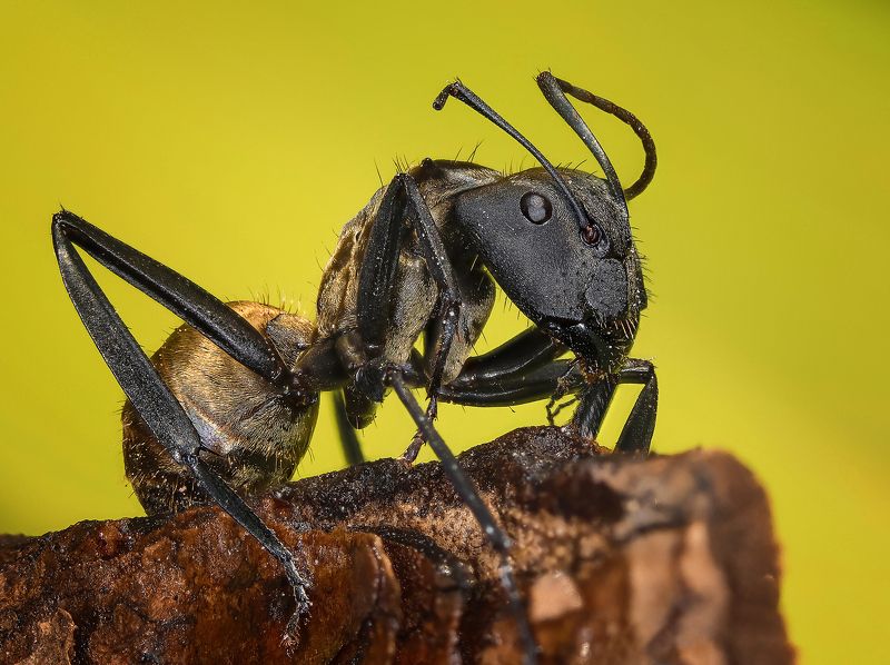 Ant фото превью