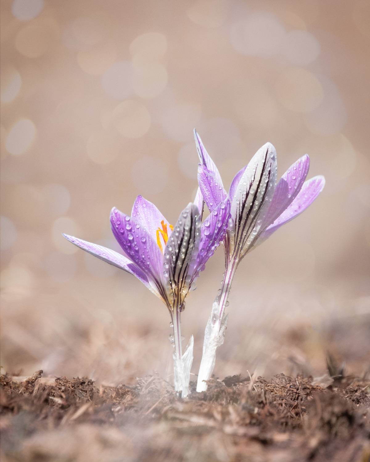 , Алиева Татьяна