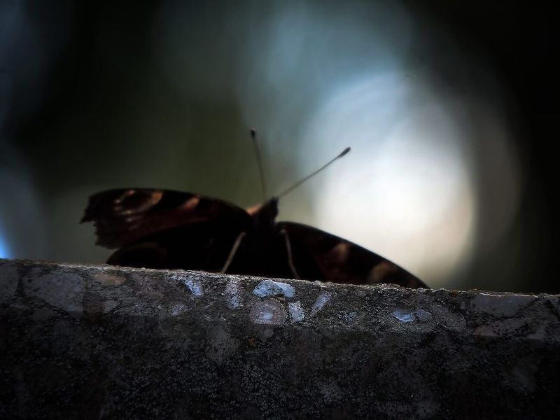 Душа фото превью