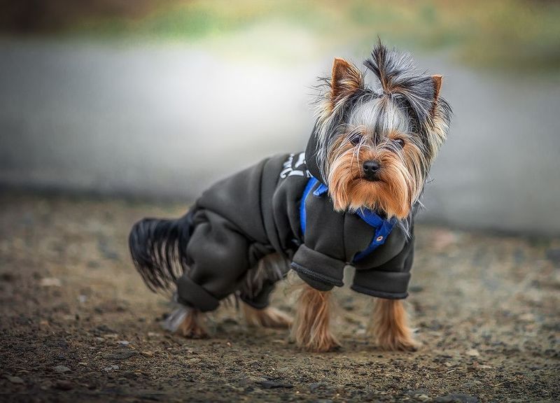 Любопытный Дэни фото превью