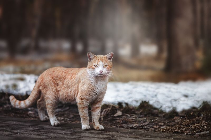 Рыжий кот фото превью
