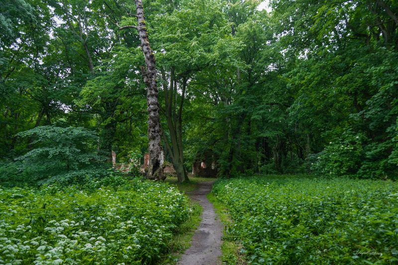 Бальга, крестоносцы, крепость, руины, Восточная пруссия, лес, Калининградская область, фотография, Свирин Вадим, 2023, Balga, crusaders, fortress, ruins, East Prussia, forest, Kaliningrad region, photography, Vadim Svirin В кронах деревьев Восточной Пруссии. фото превью