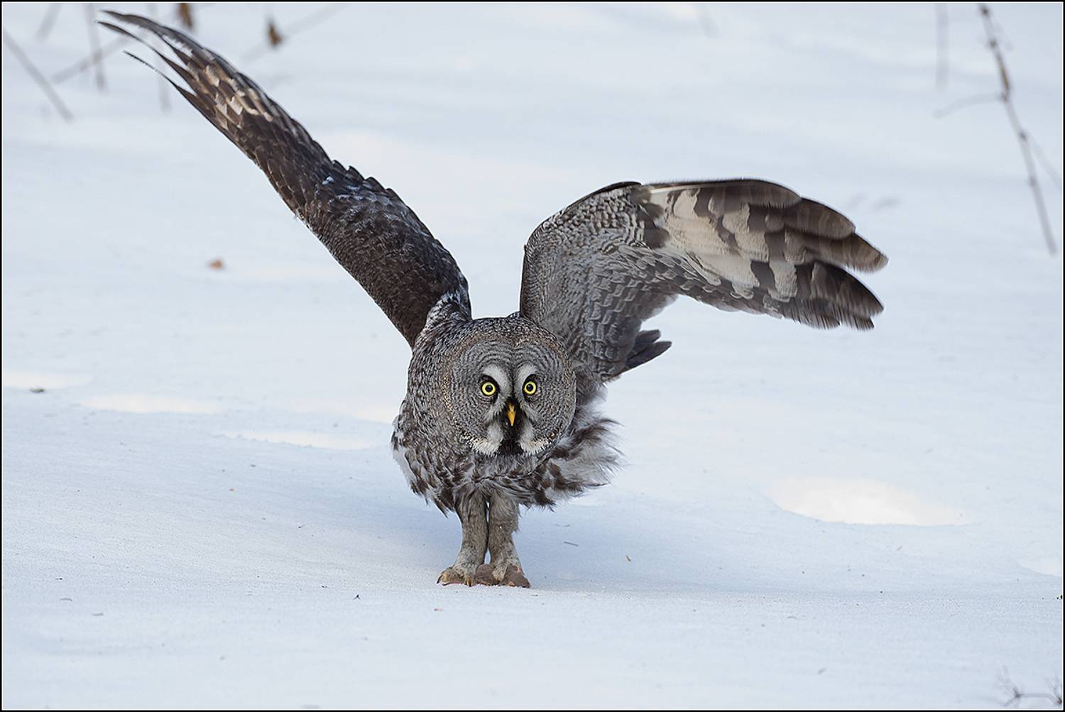 москва, март, парк, бородатая неясыть, АНАТОЛИЙ ДОВЫДЕНКО