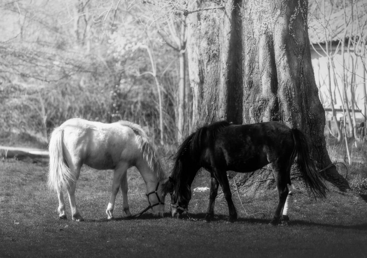 , Орнатский Александр