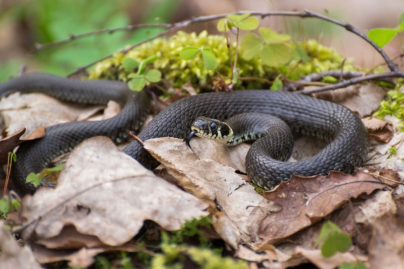 природа, весна, лес, змея Кто у нас тут проснулся? фото превью