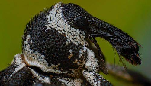Weevil