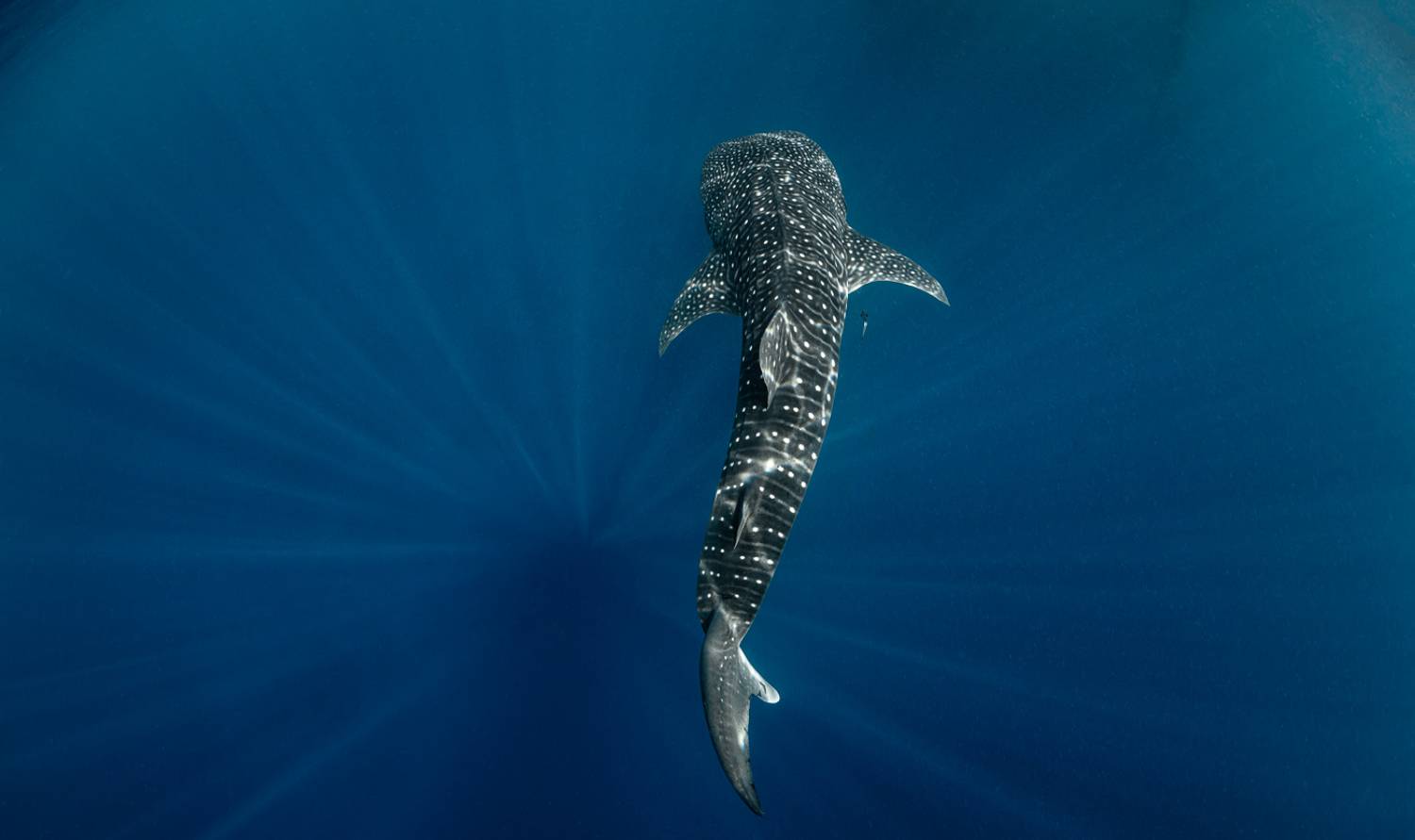 , Савин Андрей