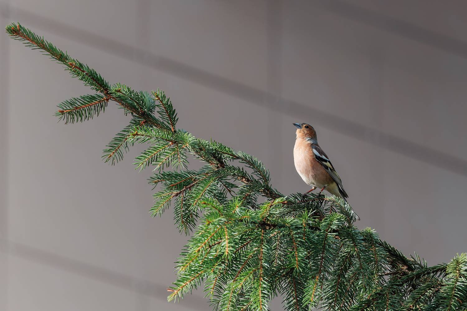 , Загруев Михаил