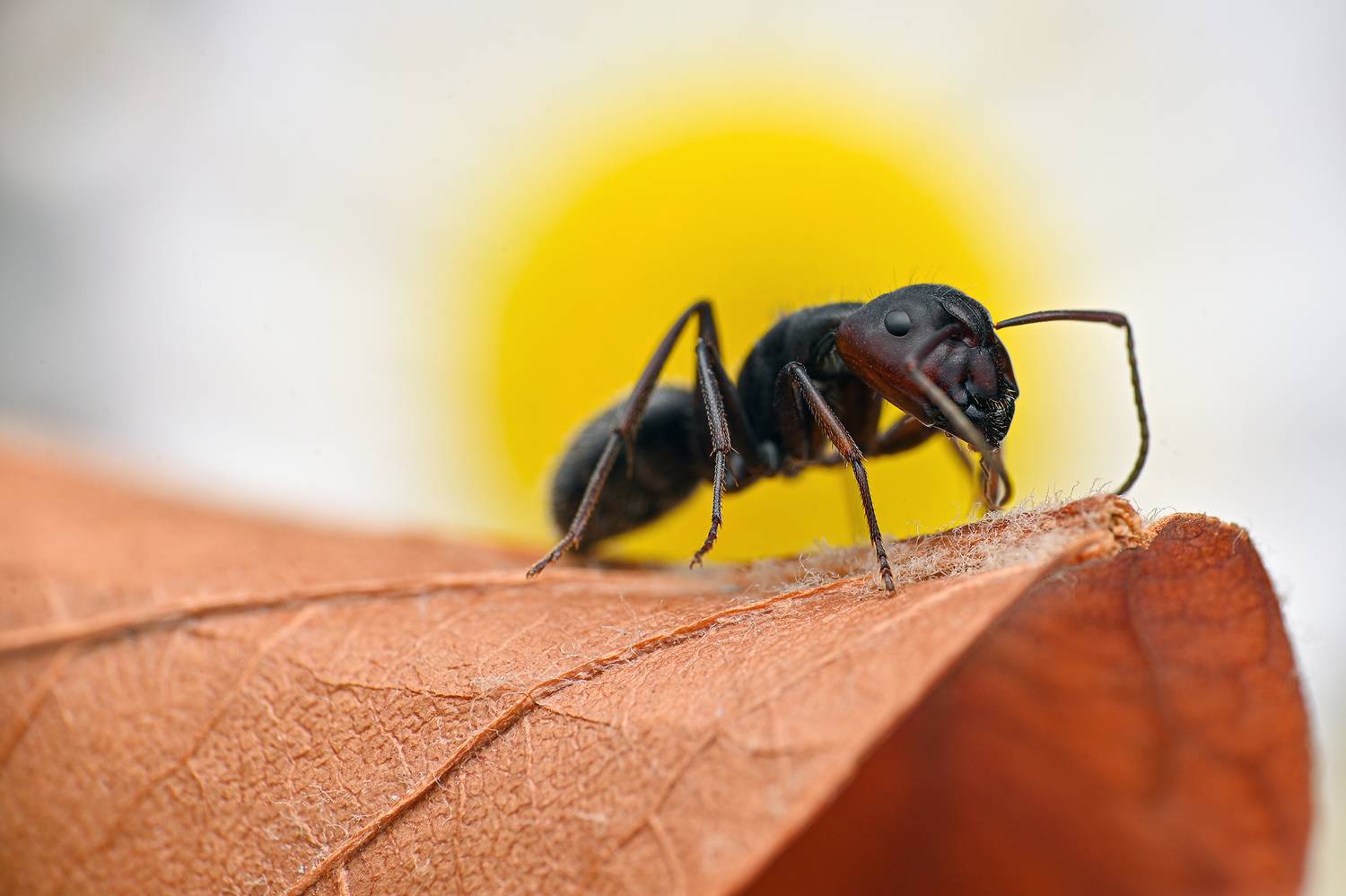 ceclii, macro, Цветан Ганев