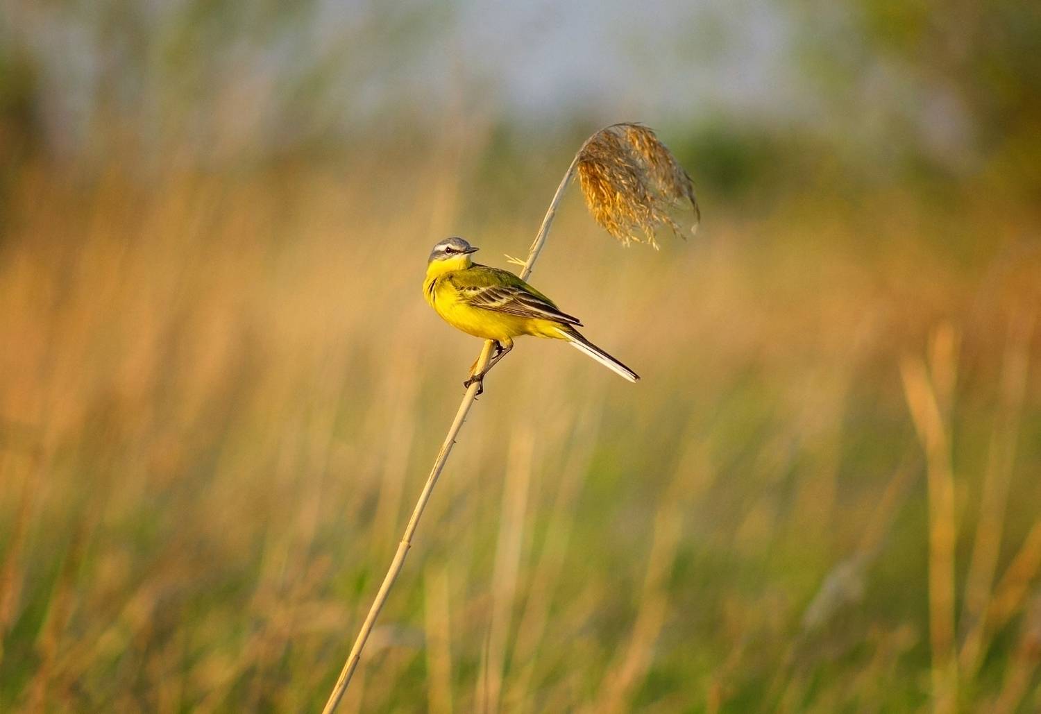 желтая трясогузка, Александр Канцур