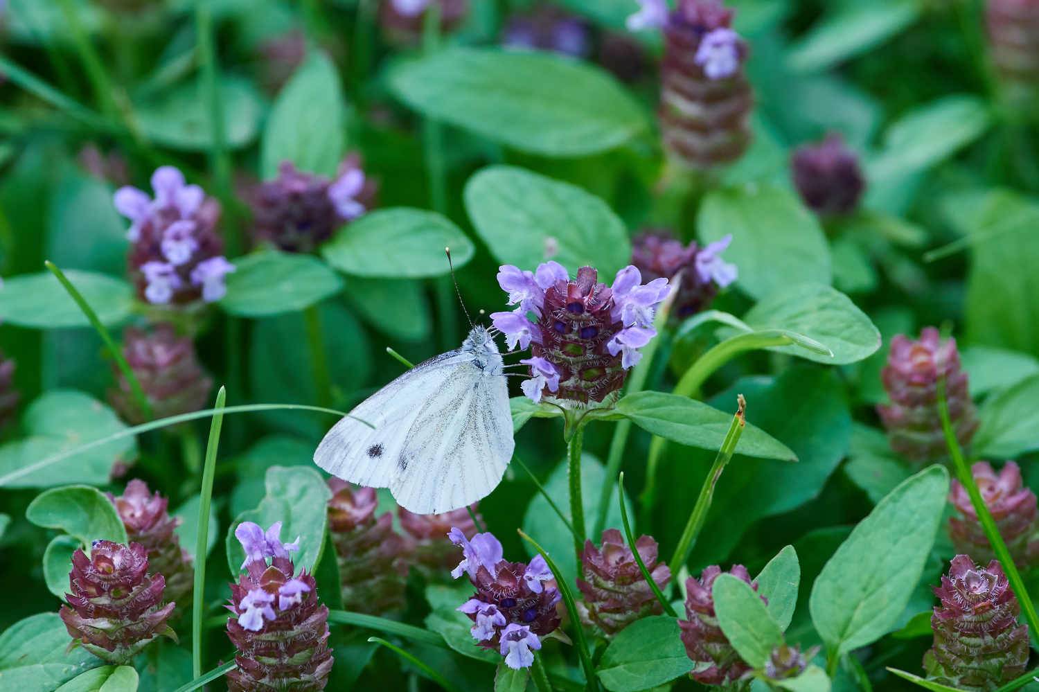 , Павел Сторчилов