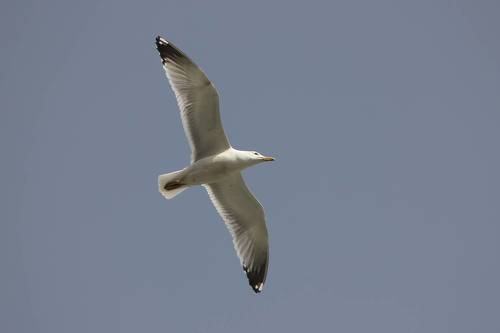 Серебристые чайки (Larus argentatus).