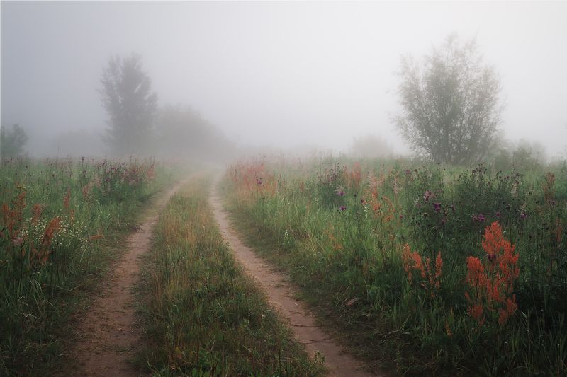 Туманные рощи фото превью