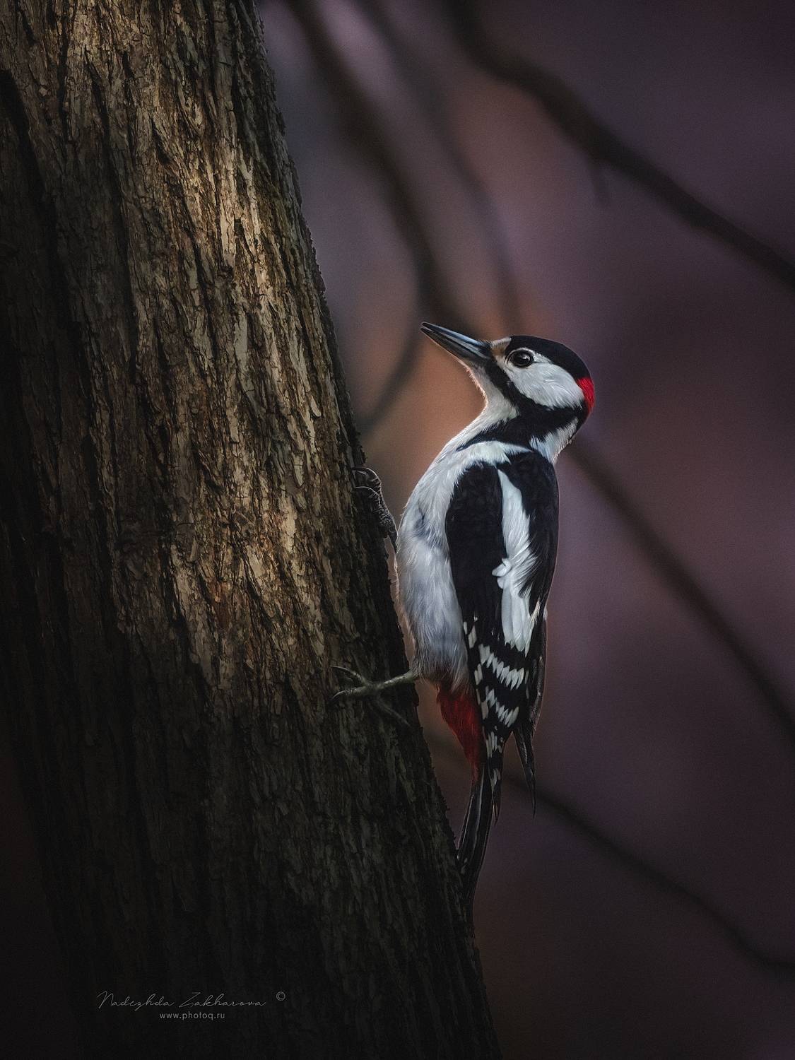 , Надежда Захарова