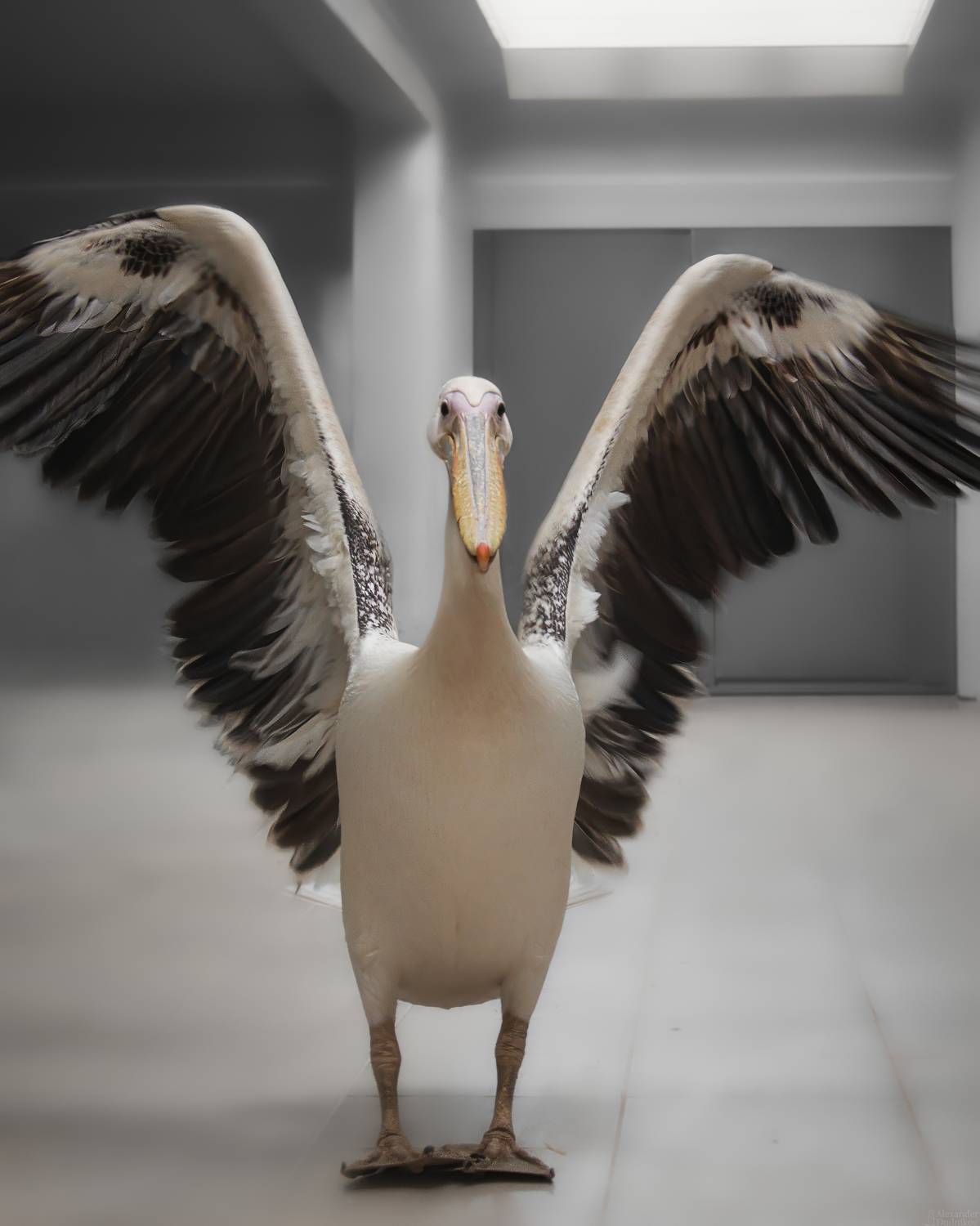 животные, птицы, пеликан, портрет животного, animals, birds, animal portrait, aves, pelican, pelecanus, Дудников Александр