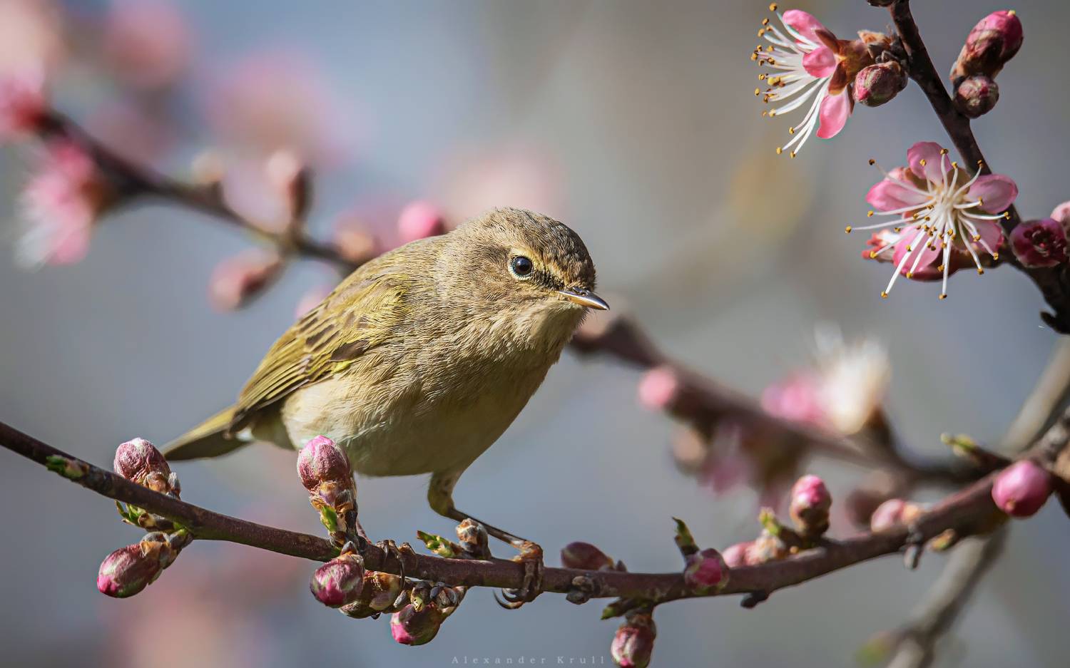 пеночка, теньковка, пеночка-теньковка, phylloscopus collybita, Круль Александр