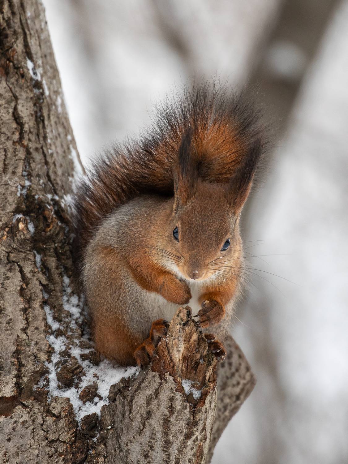 , Бравичева Анастасия