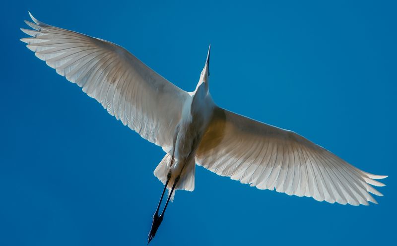 ББЦ фото превью