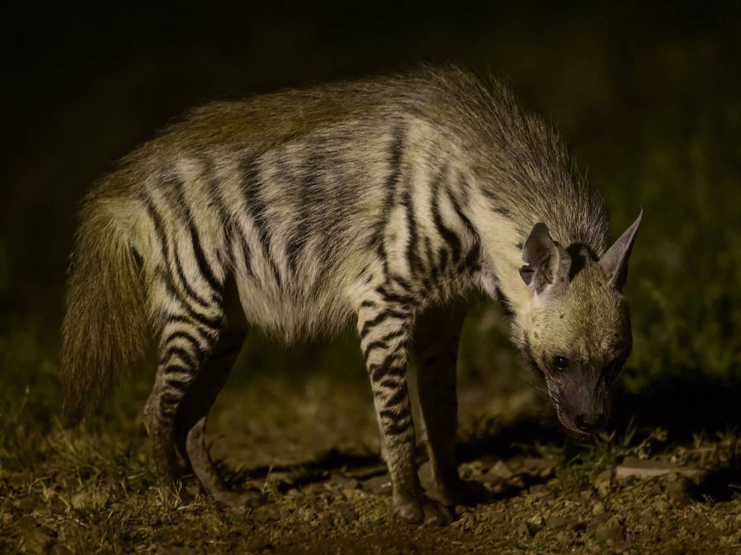 , Пупонин Сергей