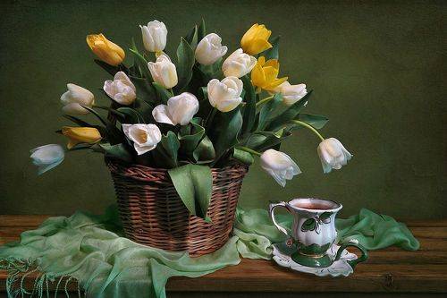 Белые и желтые тюльпаны