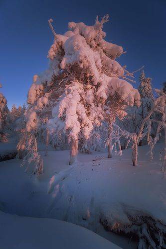 Уральские ёлочки