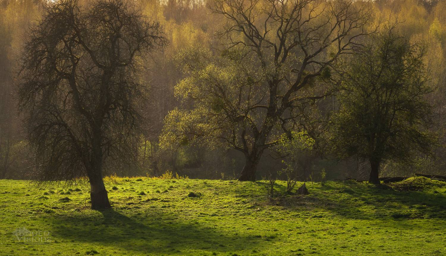 springtime,sunlight,trees,spring,warm,landscape,field,golden light, Photo Visions
