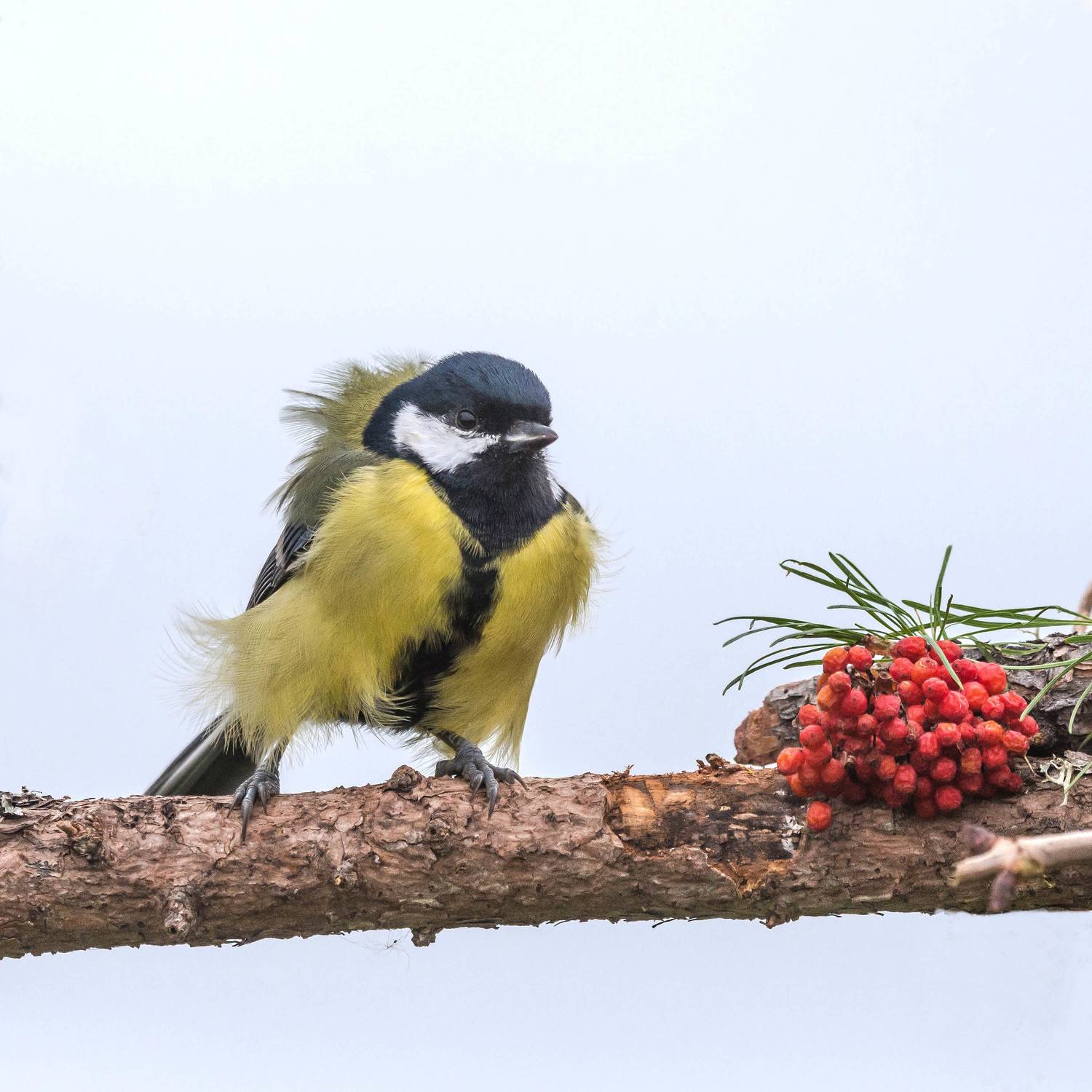 , Белоусов Михаил