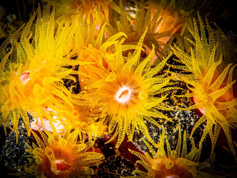 Underwater dandelions фото превью