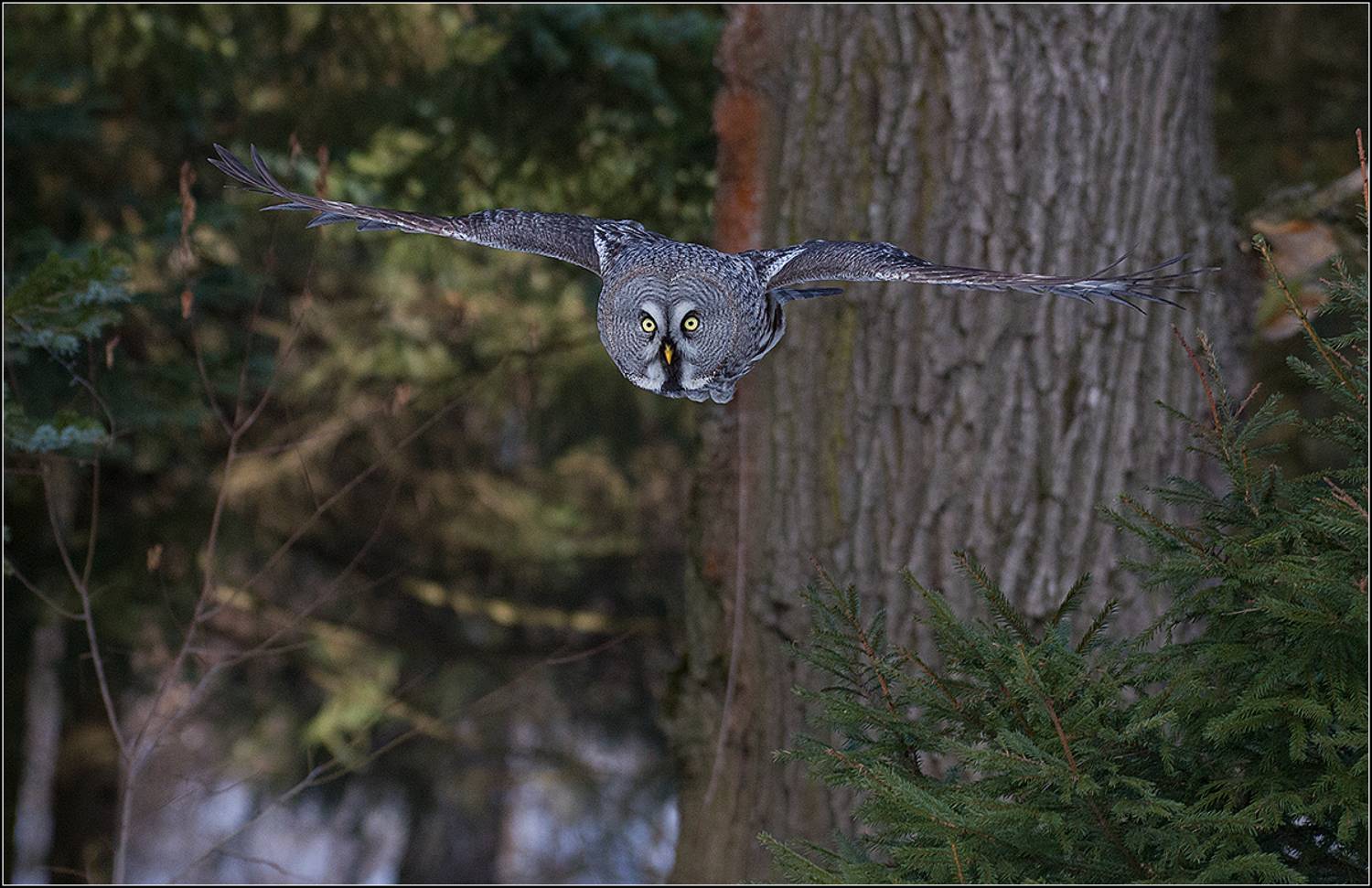 москва, март, парк, бородатая неясыть, АНАТОЛИЙ ДОВЫДЕНКО