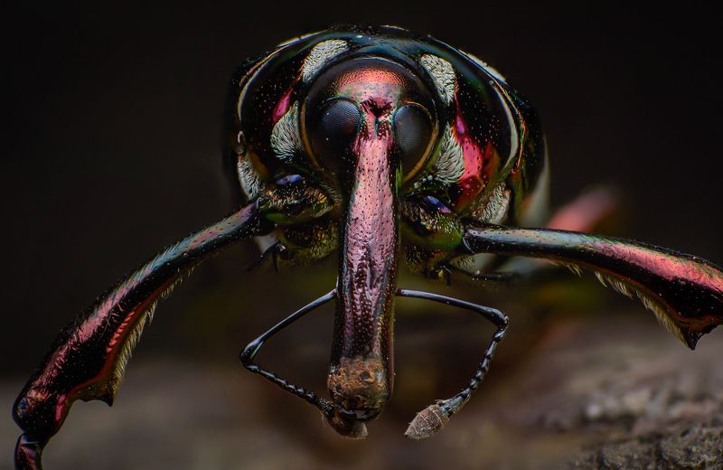 macro, nature, weevil, insect Metalic Weevil фото превью