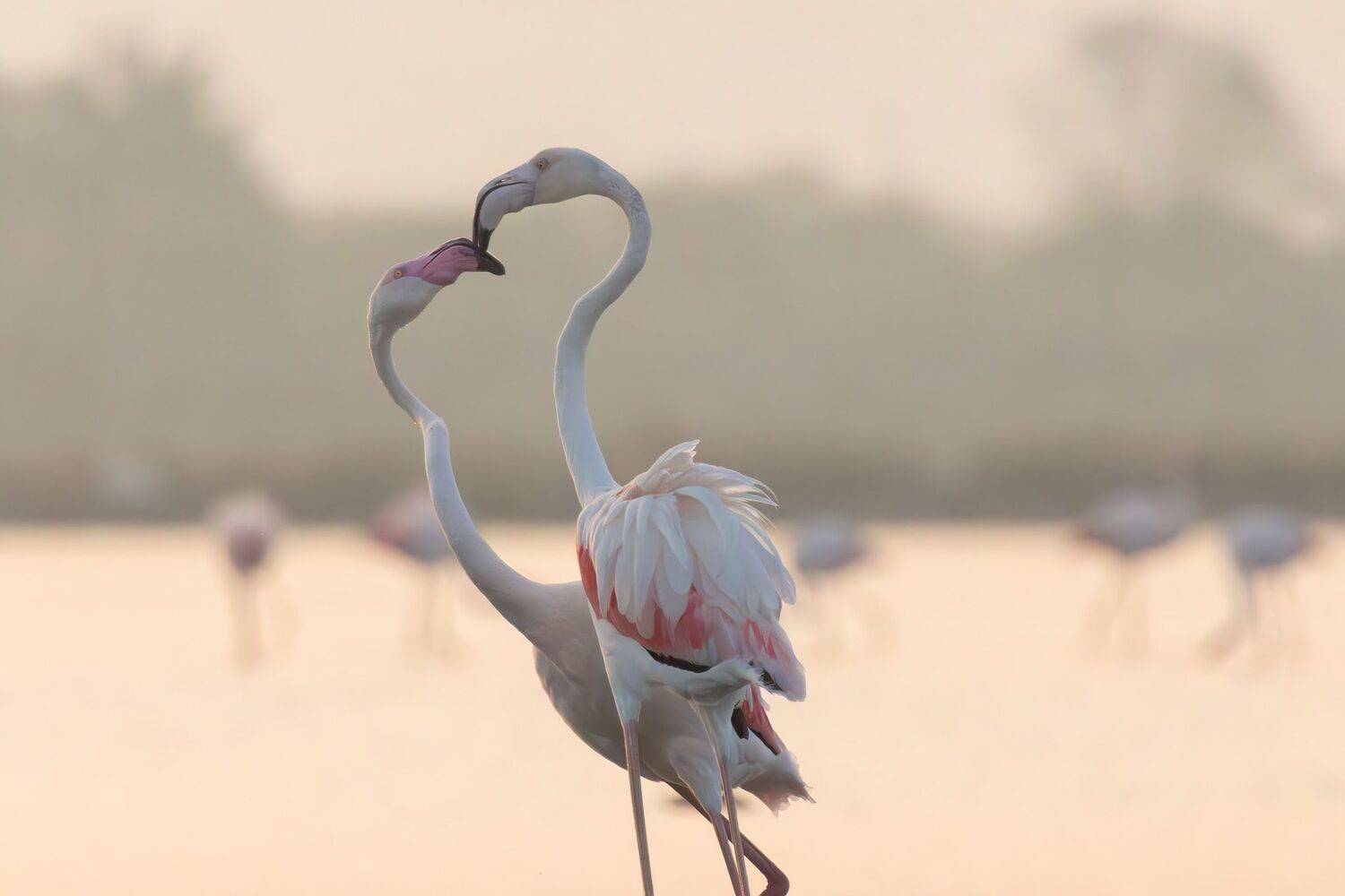 , Димитър Славов