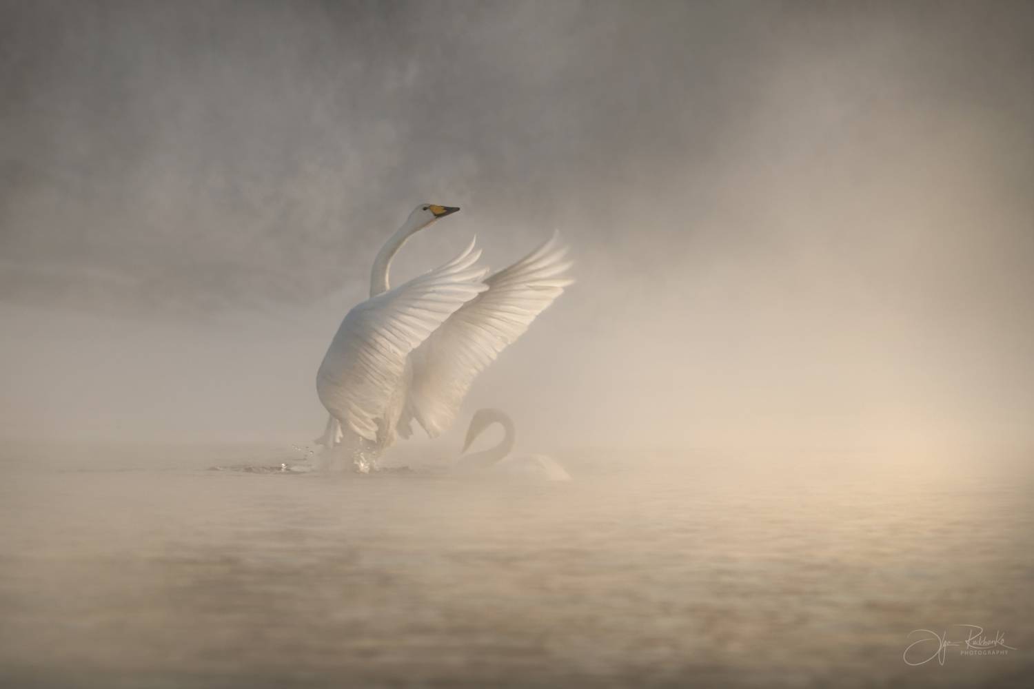 алтай, лебеди, кликуны, алтайский, край, светлое, Рудченко Ольга