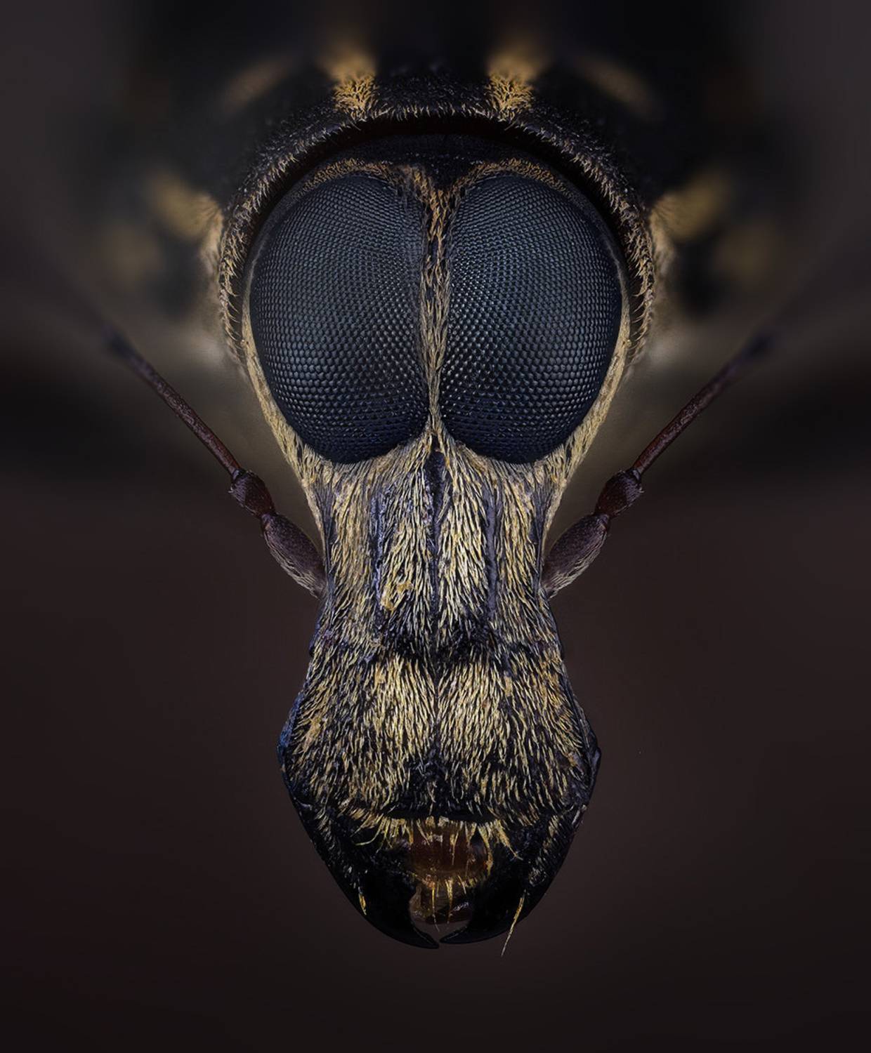 ложнослоник, Kavaliauskas Eugenijus