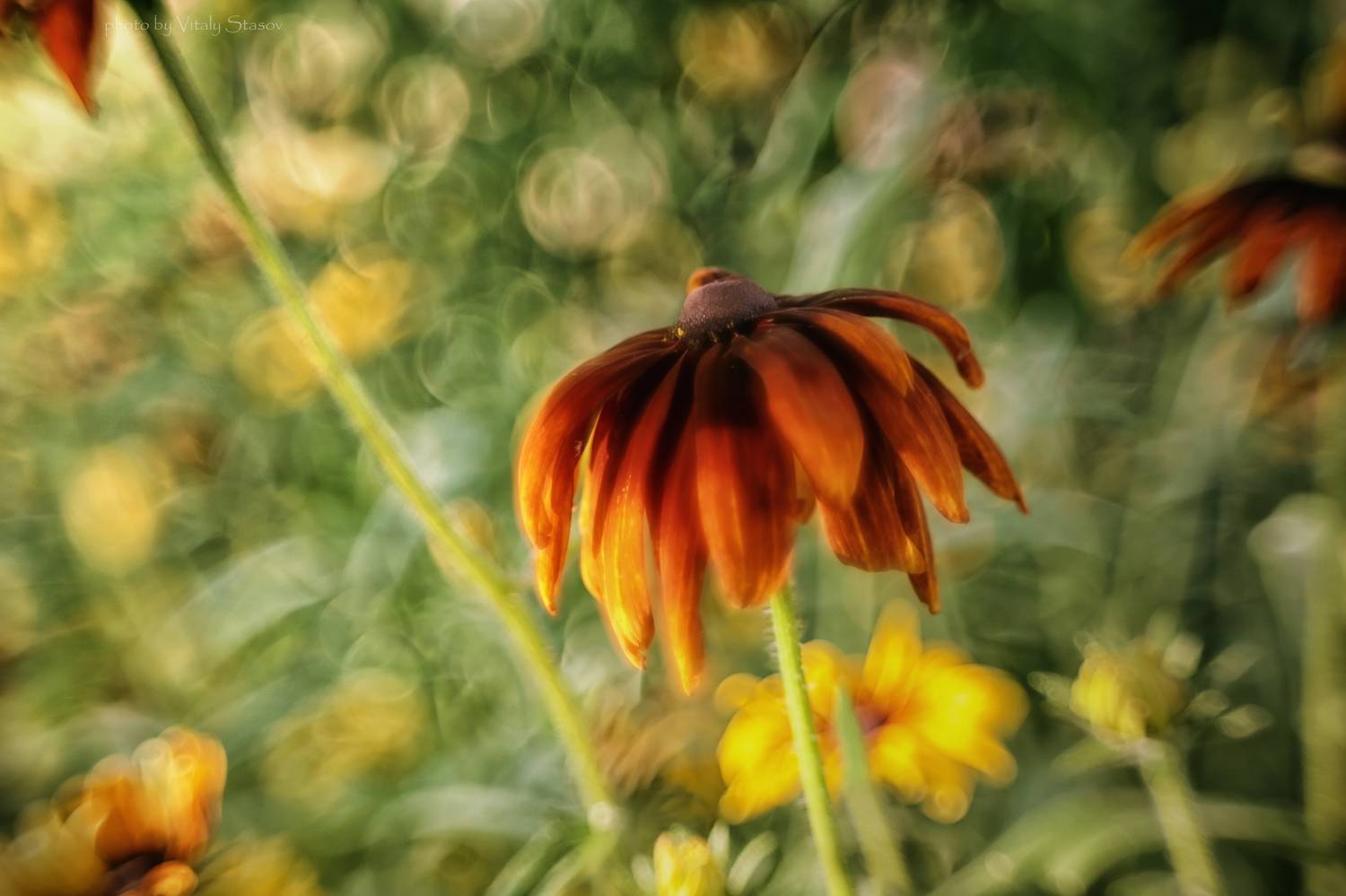 цветы, лето, гелиос, макро, природа, боке, Стасов Виталий