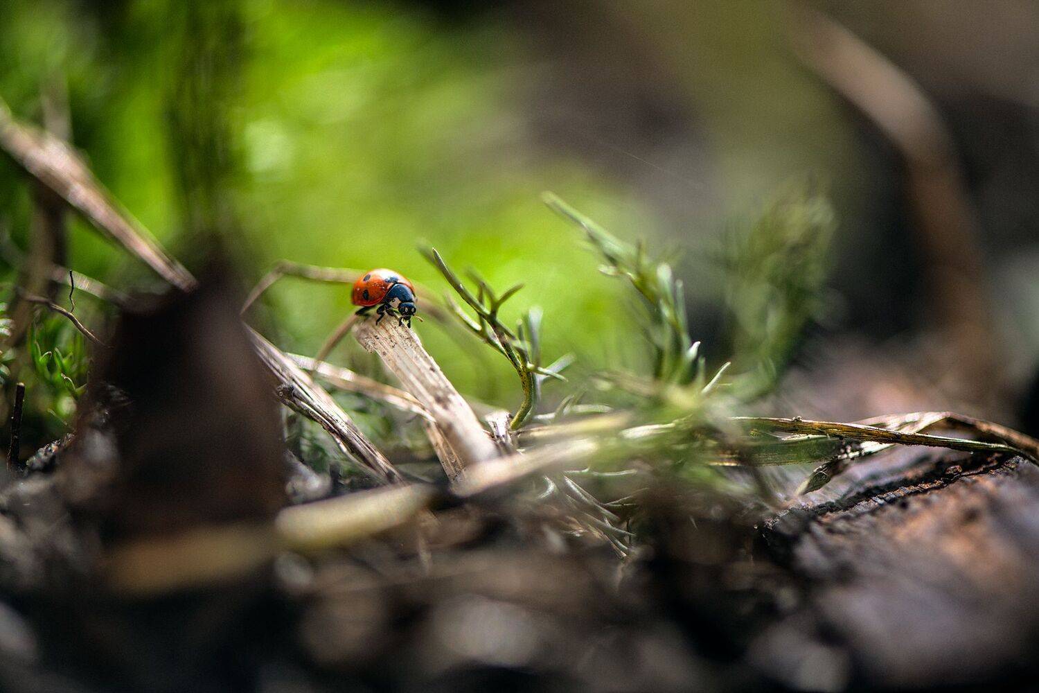 , Ширяев Константин